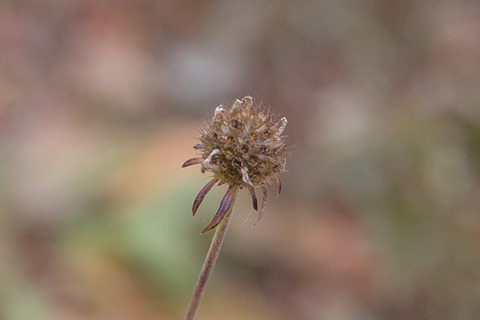 20181122matsumushiso03.jpg