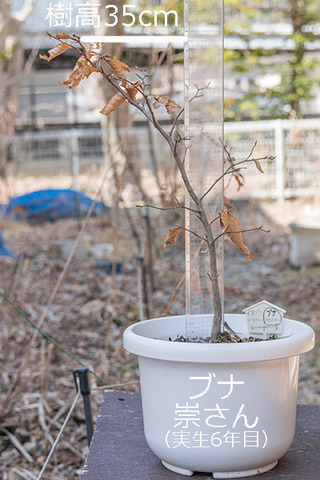 20190401buna_su_6y_01.jpg