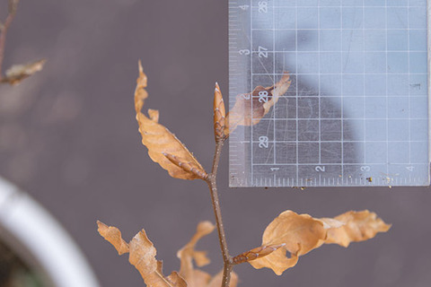 20190401buna_su_6y_02.jpg