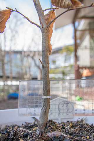 20190401buna_su_6y_03.jpg