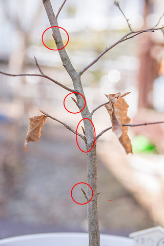 20190401buna_su_6y_04.jpg