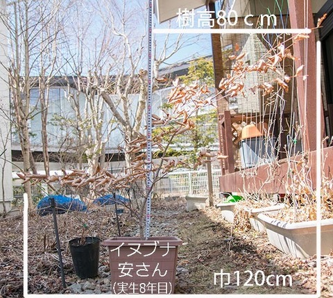 20190401inubuna8y_an_01.jpg
