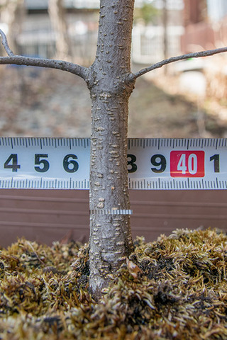20190401inubuna8y_an_03.jpg