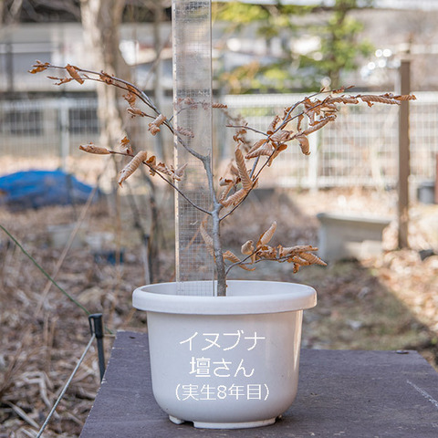 20190401inubuna8y_dan_01.jpg