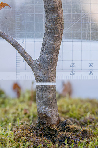 20190401inubuna8y_dan_03.jpg