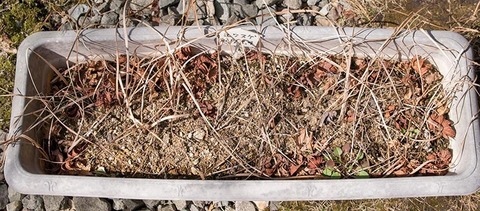 20190401yusuge_planter_3y_20170504-01.jpg