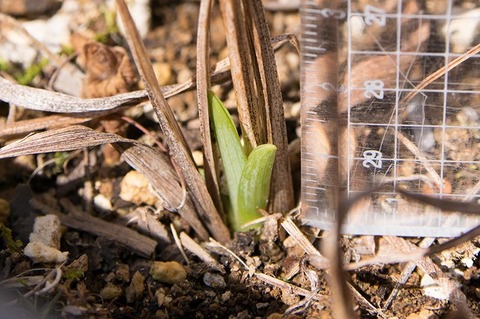 20190401yusuge_planter_4yH-01.jpg