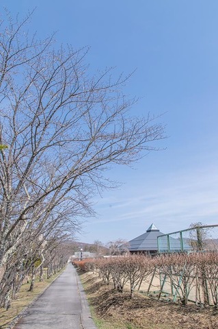 20190418yagasaki-sakura01.jpg