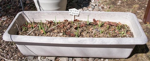 20190418yusuge_planter_3y-01.jpg