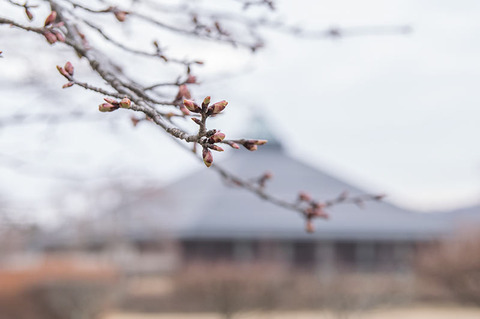 20190421yagasaki-sakura02.jpg