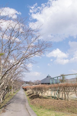 20190422yagasaki-sakura01.jpg