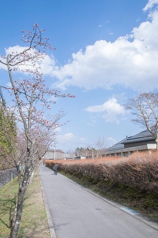 20190422yagasaki-sakura02.jpg