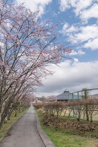 20190425yagasaki-sakura01.jpg