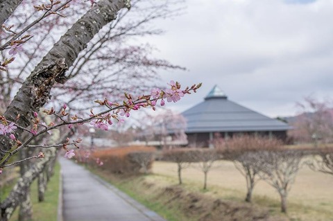20190425yagasaki-sakura02.jpg