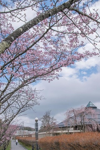 20190425yagasaki-sakura04.jpg