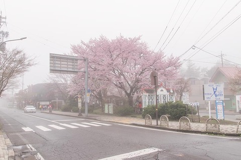 20190426lotary-sakura02.jpg
