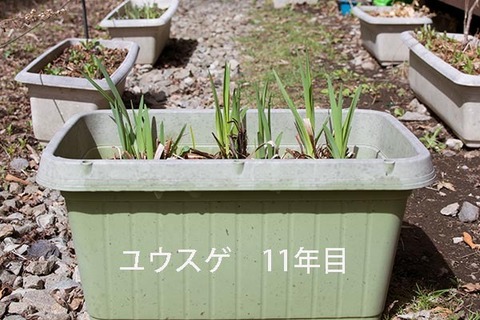20190428yusuge_planter_11y.jpg