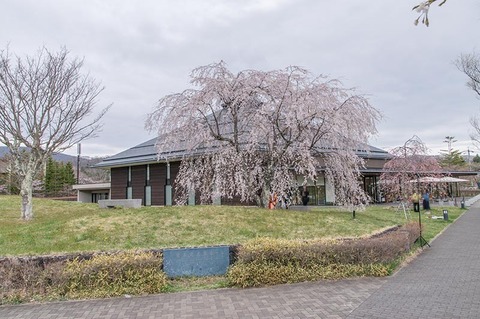 20190429yagasaki-shidare-sakuraB.jpg
