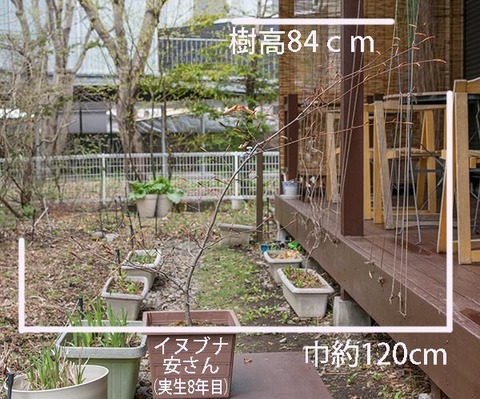 20190501inubuna8y_an_00.jpg