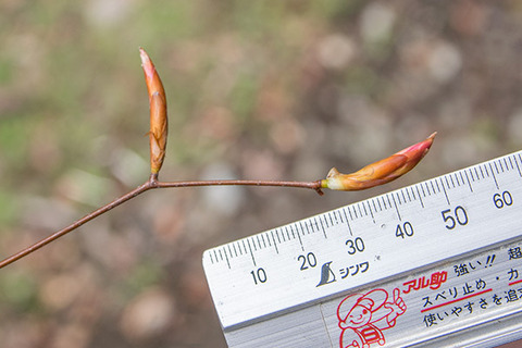 20190501inubuna8y_an_02.jpg
