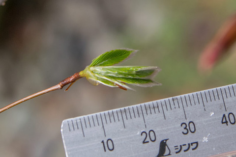 20190501inubuna8y_an_03.jpg