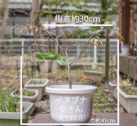 20190501inubuna8y_dan_01.jpg