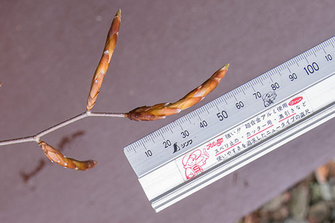 20190501inubuna8y_dan_03.jpg