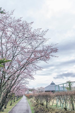 20190501yagasaki-sakura01.jpg