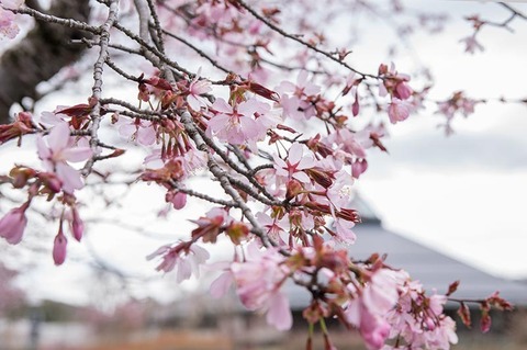 20190501yagasaki-sakura02.jpg