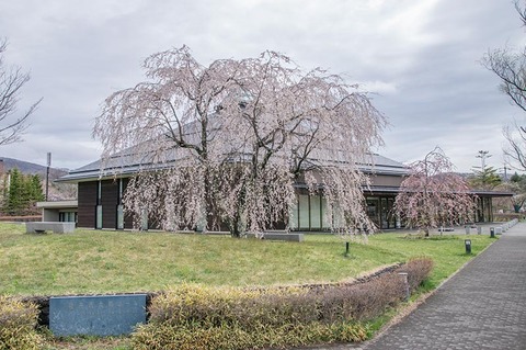 20190501yagasaki-shidare-sakuraB.jpg