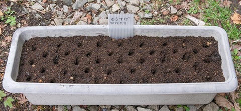 20190502yusuge_planter_1y_2018seed.jpg
