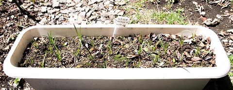 20190502yusuge_y1_20180415_2017seed.jpg
