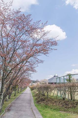 20190504yagasaki-sakura01.jpg