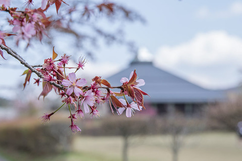 20190504yagasaki-sakura02.jpg