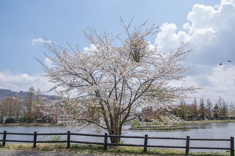 20190504yagasaki-sakuraB01.jpg