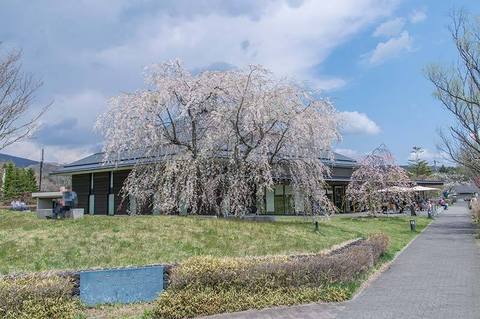 20190504yagasaki-shidare-sakuraB.jpg