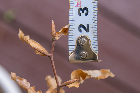 20190505buna_su_6y_02.jpg