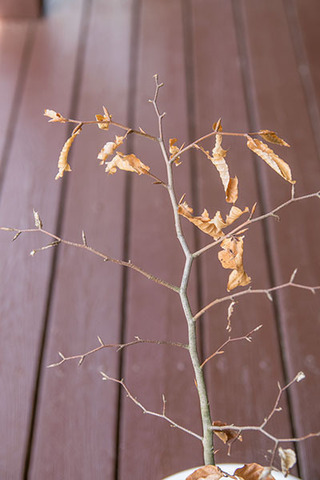20190505buna_su_6y_03.jpg