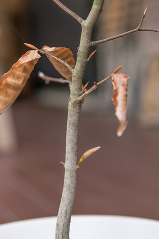 20190505buna_su_6y_04.jpg