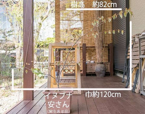20190505inubuna8y_an_01.jpg