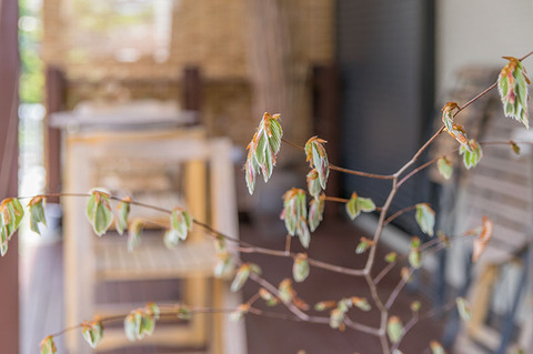 20190505inubuna8y_an_03.jpg