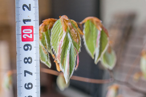 20190505inubuna8y_an_04.jpg