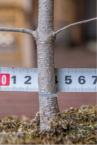 20190505inubuna8y_an_05.jpg