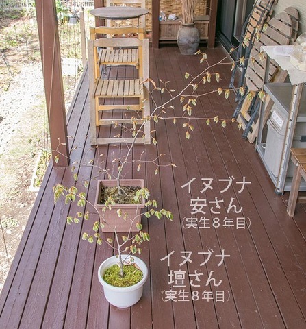 20190505inubuna8y_an_dan_01.jpg