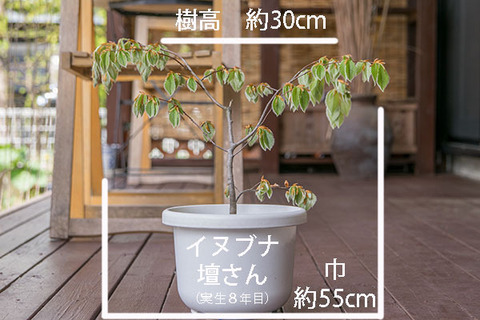 20190505inubuna8y_dan_01.jpg