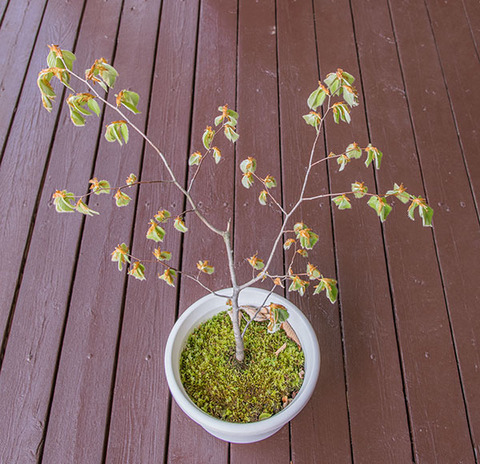 20190505inubuna8y_dan_02.jpg