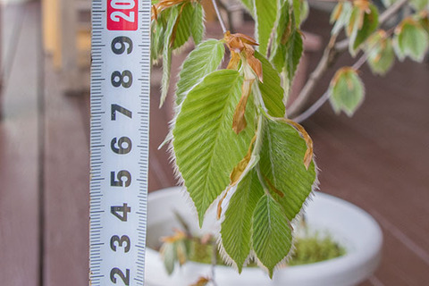20190505inubuna8y_dan_04.jpg