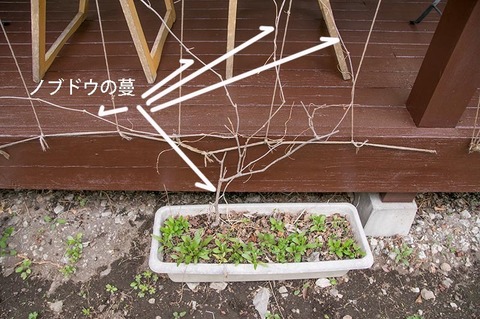 20190506midori03nobudo.jpg