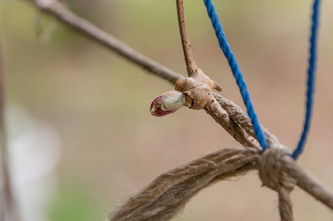20190506midori04nobudo.jpg