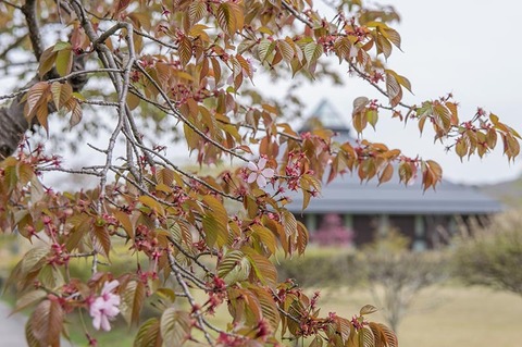 20190509yagasaki-sakura02.jpg